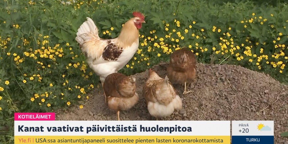 Kuvakaappaus Ylen ohjelmasta